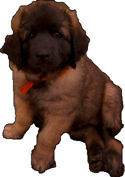 Les premiers jours des bébés leonberg Fructidor des Neiges de Chantelouve