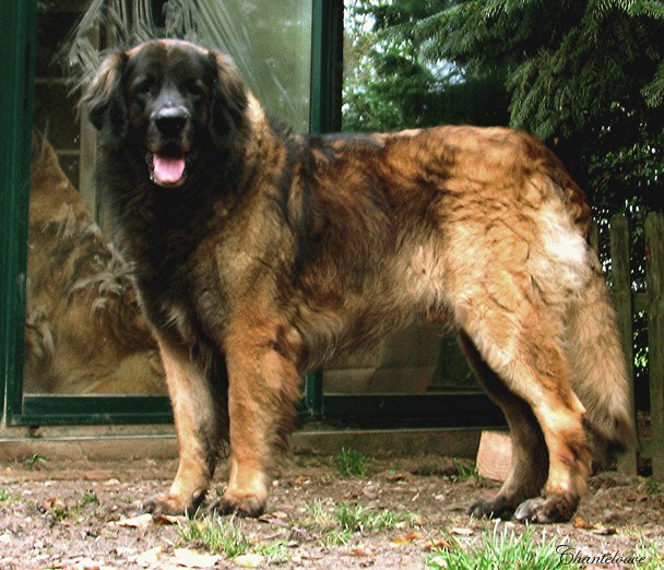 Edmond-Prairial des Neiges de Chantelouve, papa de nos chiots leonberg Coquelicot