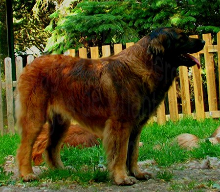 Lice Leonberg, Fantou-Vendmiaire dite Fantine des Neiges de Chantelouve
