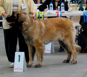 Exposition de Niort en 2011, Premire Excellent en CIF, CACS-CACIB