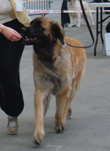 Exposition de Niort en 2011, Premire Excellent en CIF, CACS-CACIB