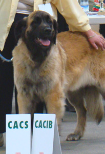 Exposition de Niort en 2011, Premire Excellent en CIF, CACS-CACIB