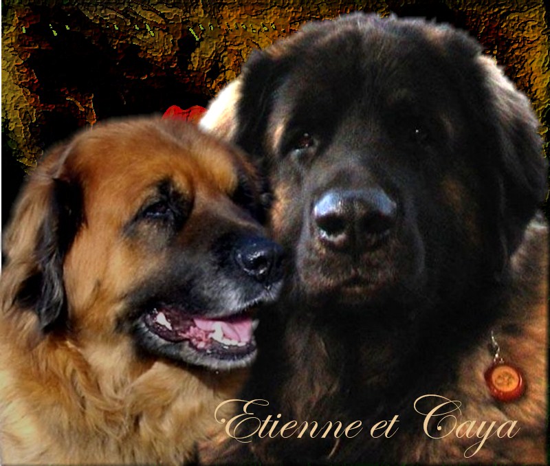 Les descendants Leonberg d'Etienne des Neiges de Chantelouve