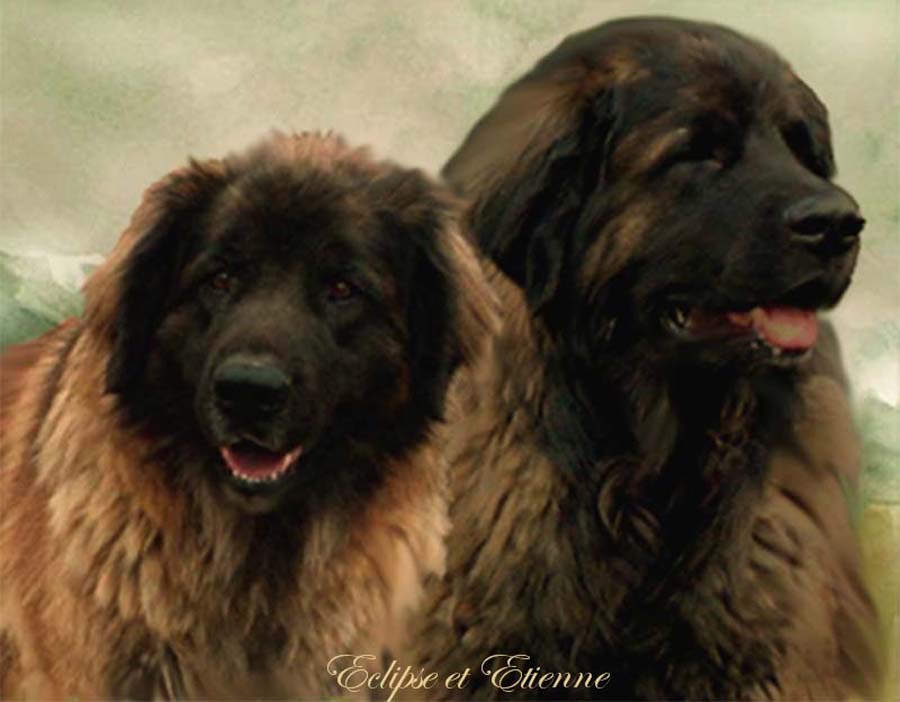 Naissance des chiots Leonberg  d'Antonin-Floréal des Neiges de Chantelouve