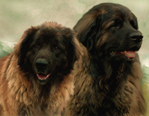 Pedigree de la porte Leonberger d'Etienne-Ventse des Neiges de Chantelouve et Eclipse.