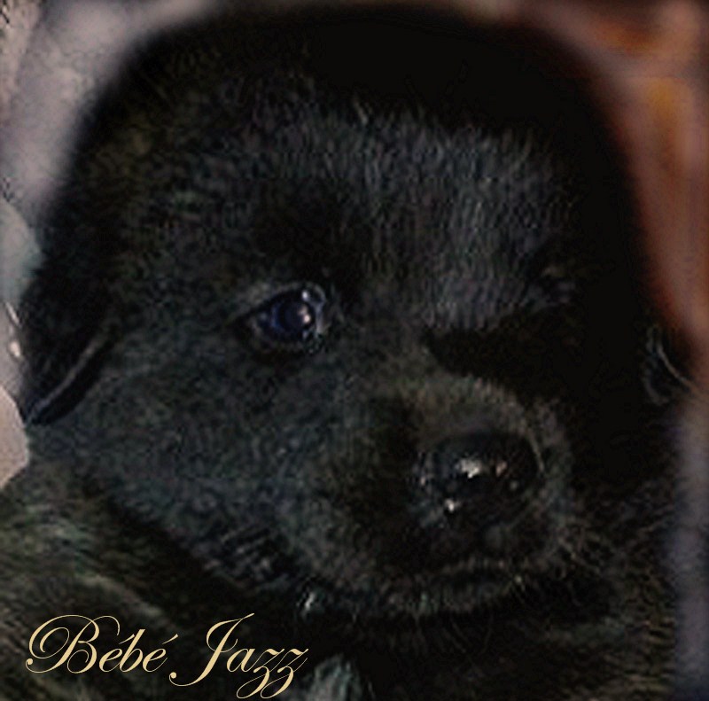 Naissance des chiots Leonberg  d'Antonin-Floréal des Neiges de Chantelouve