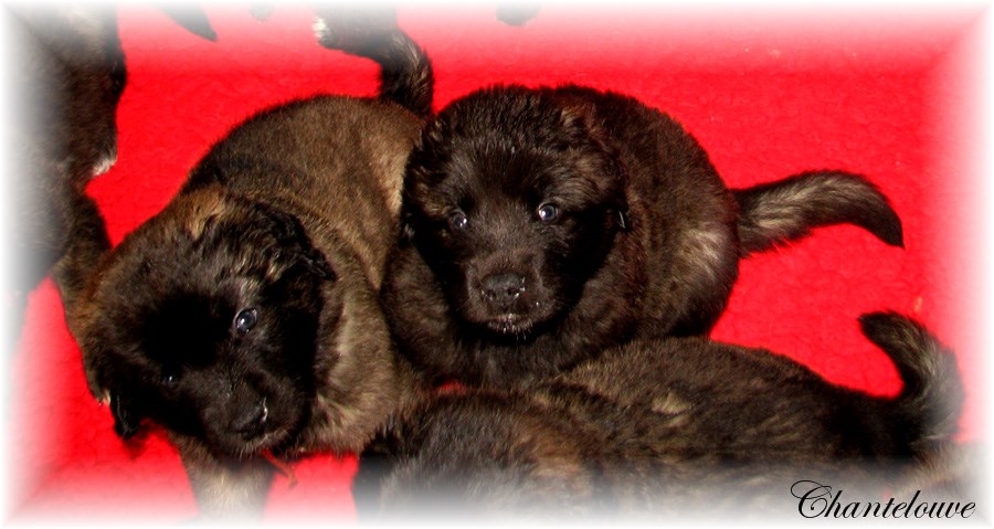Les bébés Leonberg D'Etienne-Ventôse des Neiges de Chantelouve et de Da Vinci Leonard du Vieux Kadoumalou