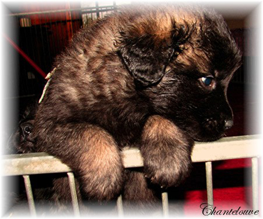 Les bébés Leonberg D'Etienne-Ventôse des Neiges de Chantelouve et de Da Vinci Leonard du Vieux Kadoumalou