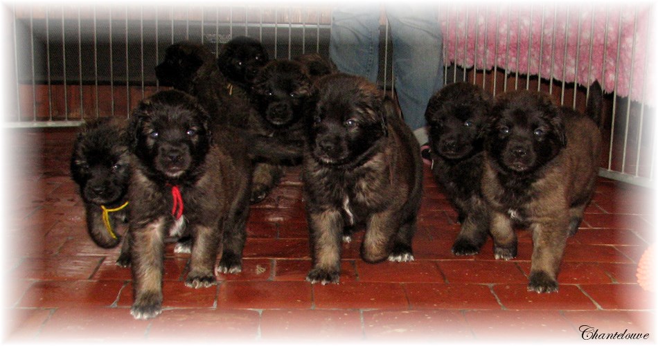Les bbs Leonberg D'Etienne-Ventse des Neiges de Chantelouve et de Da Vinci Leonard du Vieux Kadoumalou