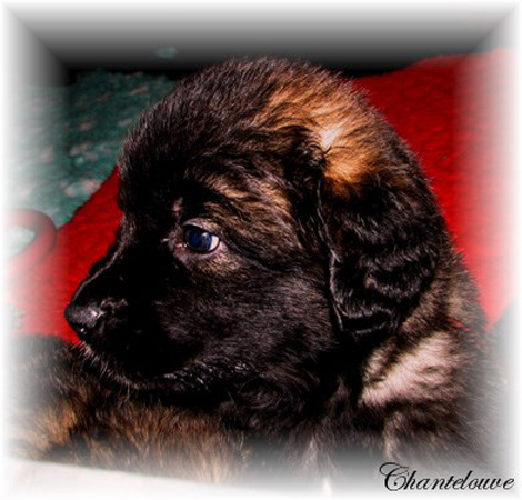 Les bébés Leonberg D'Etienne-Ventôse des Neiges de Chantelouve et de Da Vinci Leonard du Vieux Kadoumalou