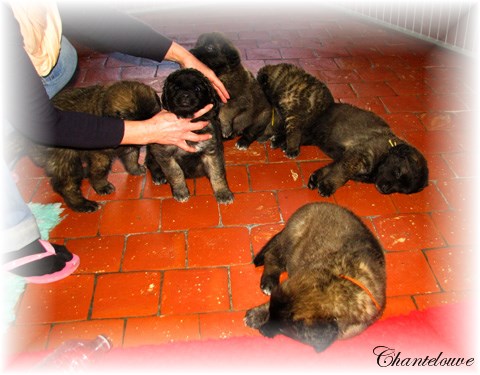 Les bébés Leonberg D'Etienne-Ventôse des Neiges de Chantelouve et de Da Vinci Leonard du Vieux Kadoumalou