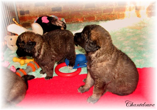 Les bébés Leonberg D'Etienne-Ventôse des Neiges de Chantelouve et de Da Vinci Leonard du Vieux Kadoumalou