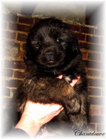 Les bébés Leonberg D'Etienne-Ventôse des Neiges de Chantelouve et de Da Vinci Leonard du Vieux Kadoumalou