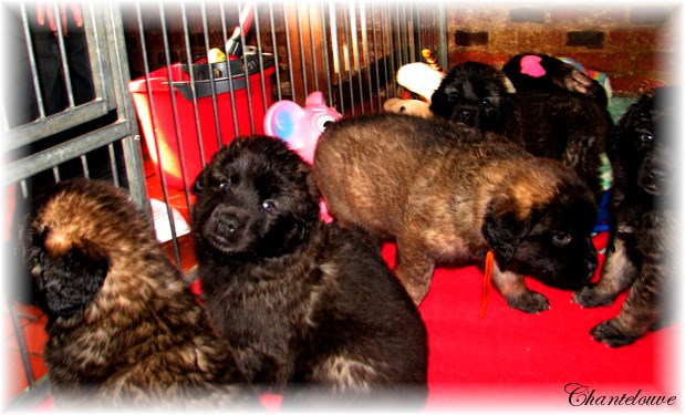 Les bébés Leonberg D'Etienne-Ventôse des Neiges de Chantelouve et de Da Vinci Leonard du Vieux Kadoumalou