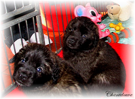 Les bébés Leonberg D'Etienne-Ventôse des Neiges de Chantelouve et de Da Vinci Leonard du Vieux Kadoumalou