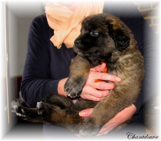Les bébés Leonberg D'Etienne-Ventôse des Neiges de Chantelouve et de Da Vinci Leonard du Vieux Kadoumalou