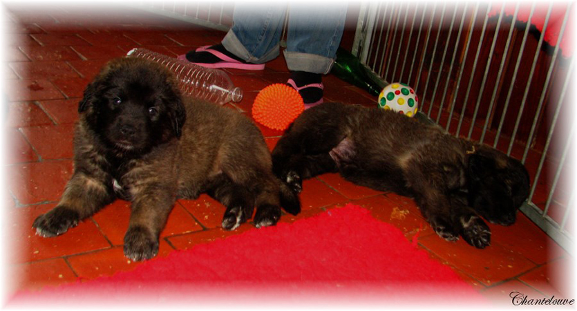 Les bébés Leonberg D'Etienne-Ventôse des Neiges de Chantelouve et de Da Vinci Leonard du Vieux Kadoumalou