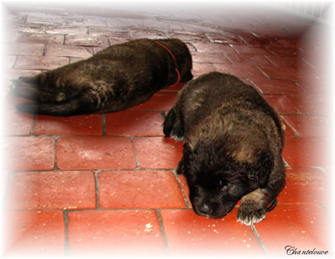 Les bébés Leonberg D'Etienne-Ventôse des Neiges de Chantelouve et de Da Vinci Leonard du Vieux Kadoumalou