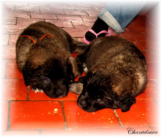 Les bébés Leonberg D'Etienne-Ventôse des Neiges de Chantelouve et de Da Vinci Leonard du Vieux Kadoumalou