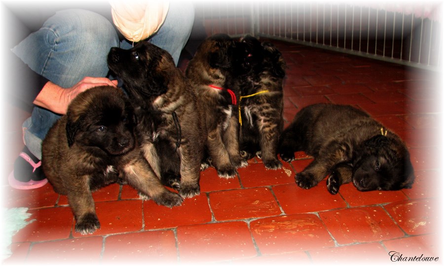 Les bébés Leonberg D'Etienne-Ventôse des Neiges de Chantelouve et de Da Vinci Leonard du Vieux Kadoumalou