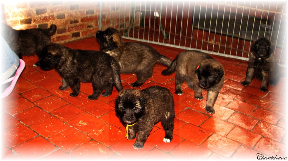 Les bébés Leonberg D'Etienne-Ventôse des Neiges de Chantelouve et de Da Vinci Leonard du Vieux Kadoumalou