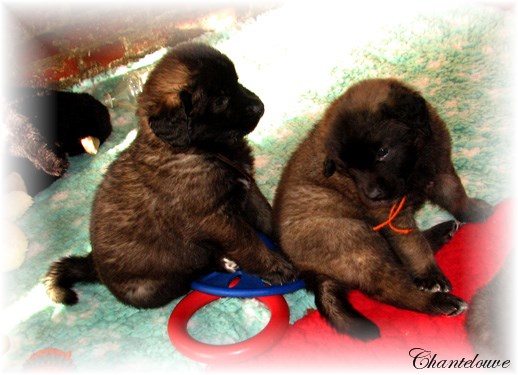Les bébés Leonberg D'Etienne-Ventôse des Neiges de Chantelouve et de Da Vinci Leonard du Vieux Kadoumalou