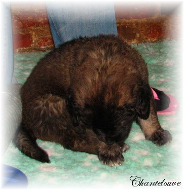 Les bébés Leonberg D'Etienne-Ventôse des Neiges de Chantelouve et de Da Vinci Leonard du Vieux Kadoumalou
