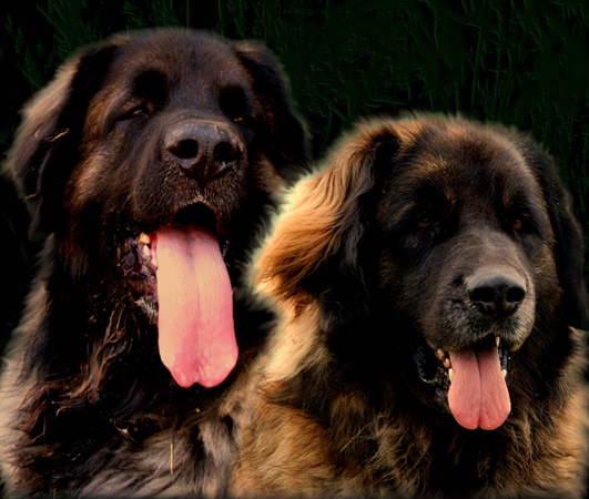 Leonbergs des Neiges de Chantelouve. Les descendants Leonberg d'Etienne et Leonard.