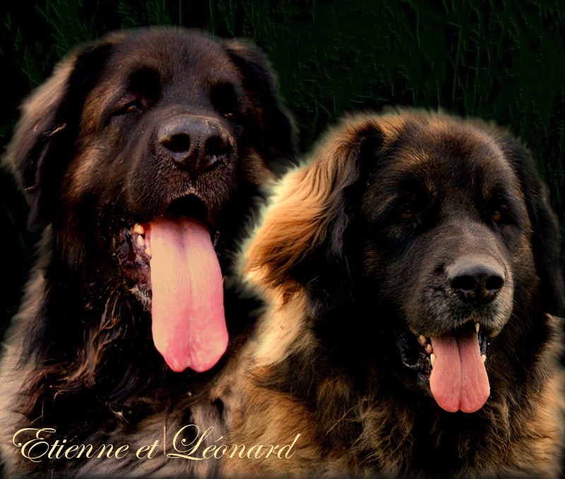 Naissance des chiots Leonberg  d'Antonin-Floréal des Neiges de Chantelouve