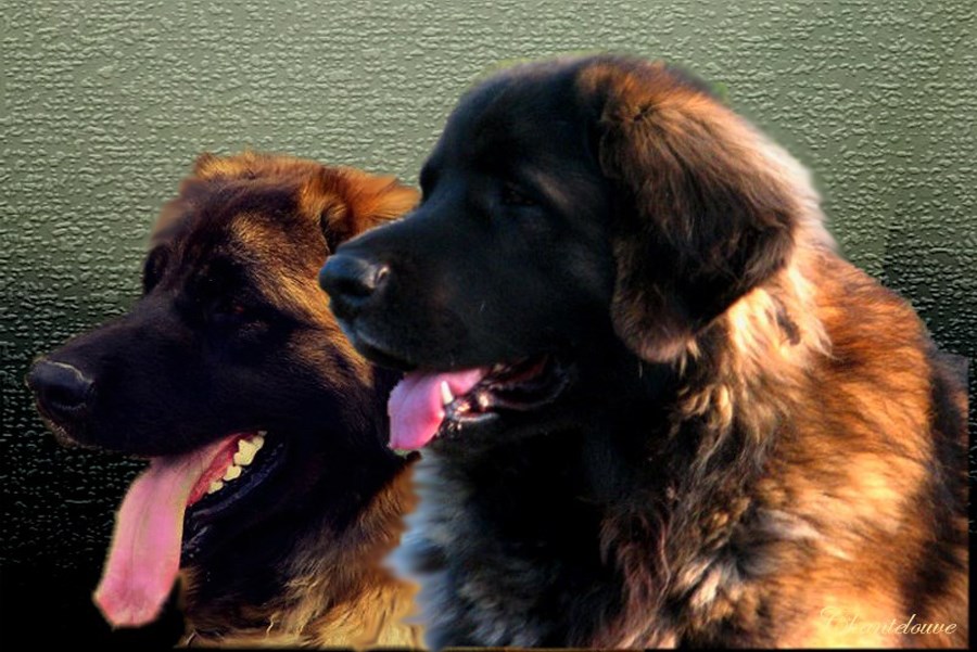Naissance des chiots Leonberg  d'Antonin-Floréal des Neiges de Chantelouve