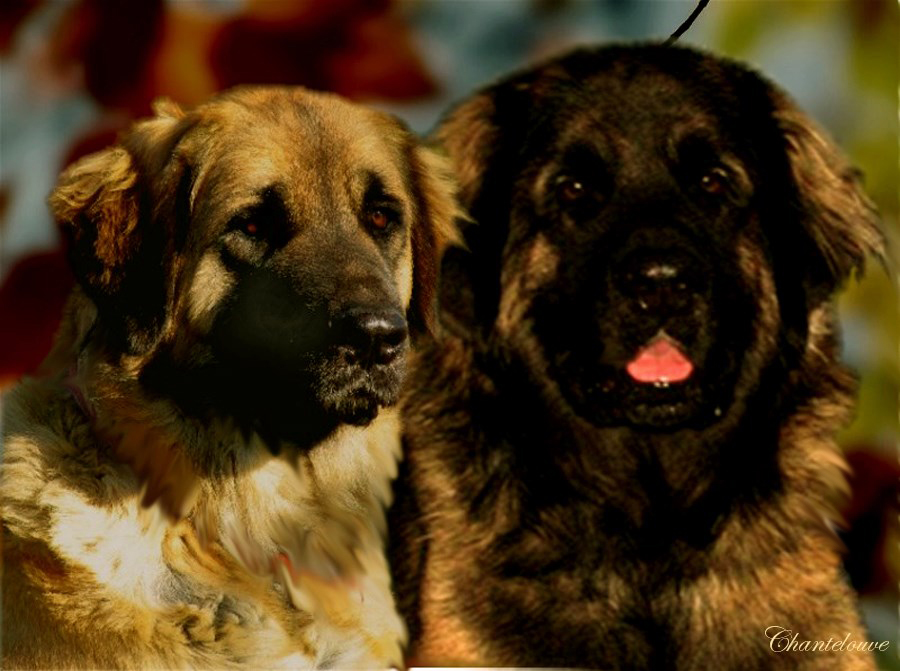 Naissance des chiots Leonberg  d'Antonin-Floréal des Neiges de Chantelouve