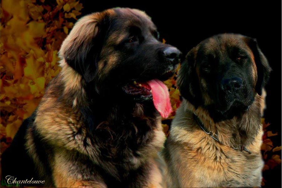Naissance des chiots Leonberg  d'Antonin-Floréal des Neiges de Chantelouve