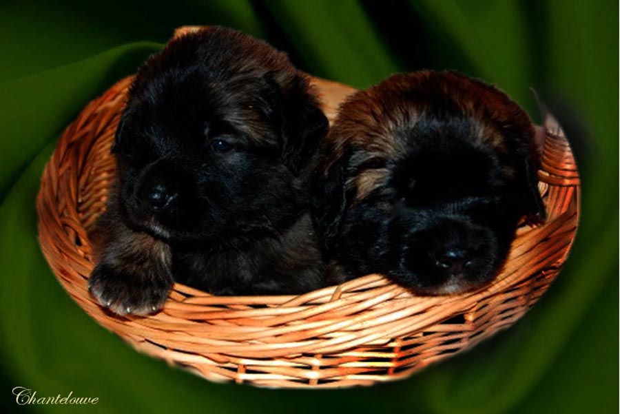 Naissance des chiots Leonberg  d'Antonin-Floréal des Neiges de Chantelouve