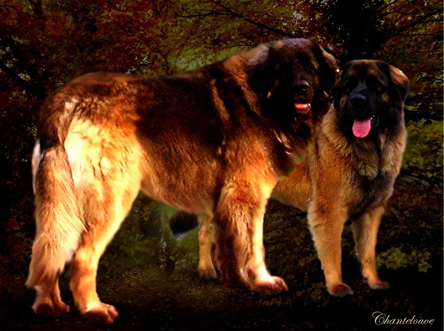 Naissance des chiots Leonberg  d'Antonin-Floréal des Neiges de Chantelouve