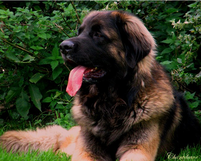 Leonberger Etienne-Ventse des Neiges de Chantelouve, papa de nos chiots leonberg Germinal 