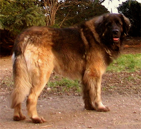 Leonberger Etienne-Ventse des Neiges de Chantelouve, papa de nos chiots leonberg Germinal 