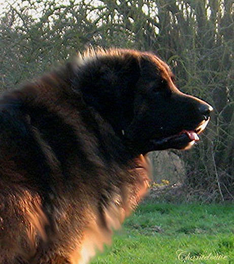 Leonberger Etienne-Ventse des Neiges de Chantelouve, papa de nos chiots leonberg Germinal 