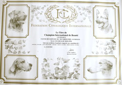Titre de Champion international de beauté