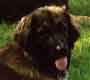 Notre Leonberg, Eugénie des Lions du Duc de Normandie