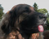 Notre Leonberg, Eugénie des Lions du Duc de Normandie