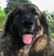 Notre Leonberg, Eugénie des Lions du Duc de Normandie