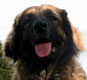 Notre Leonberg, Eugénie des Lions du Duc de Normandie