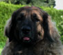 Notre Leonberg, Eugénie des Lions du Duc de Normandie
