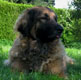Notre Leonberg, Eugénie des Lions du Duc de Normandie