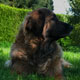 Notre Leonberg, Eugénie des Lions du Duc de Normandie
