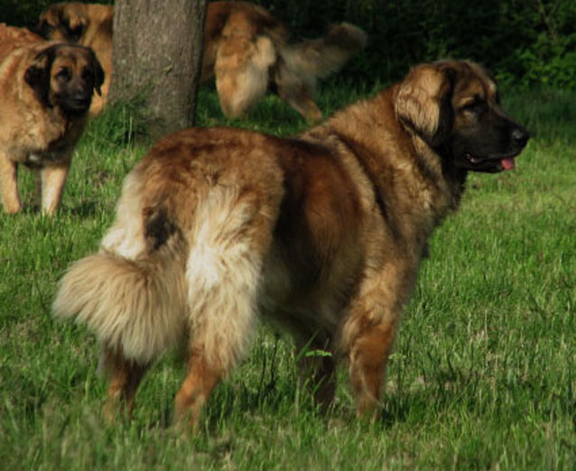 Leonberger Ugénie des Lions du Duc de Normandie