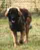 Notre Leonberg, Eugénie des Lions du Duc de Normandie