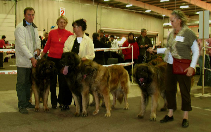 Eugénie et ses fils, CACS-CACIB  Rouen en 2009