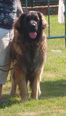 Volckerinckhove 2008