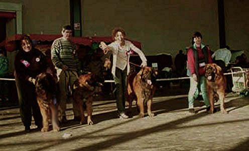 A gauche, Robin en Classe Ouverte Leonberg Mles, Premier, CACIB et BOB,  Rouen en 2003